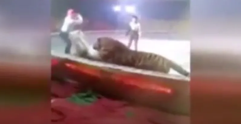 Felini attaccano cavallo in un circo, il video drammatico